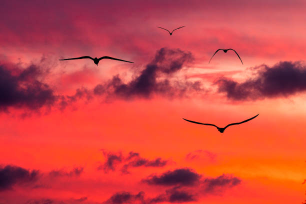 A Flock Of Birds Are Flying Into The Vibrant Cloud Filled Sunset Sky