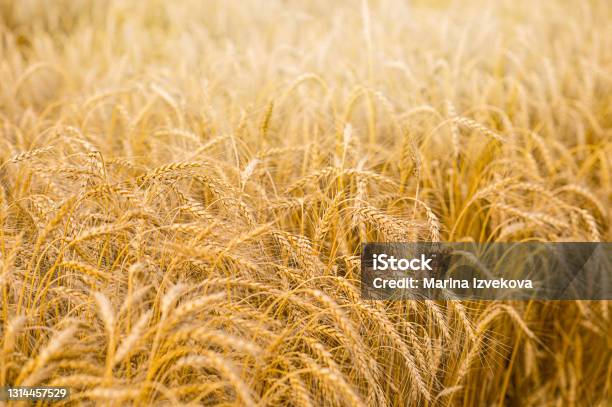 Field Of Yellow Rye Wheat Cultivation Of Cereal Crops Stock Photo - Download Image Now
