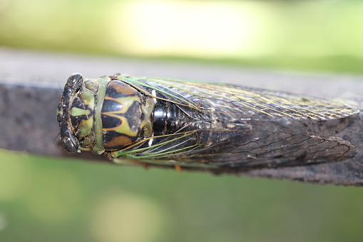 A cicada is seen on a warm summer day in Chicago, Illinois.