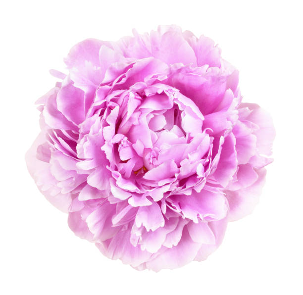 istock Pink peony flower isolated 1314459754