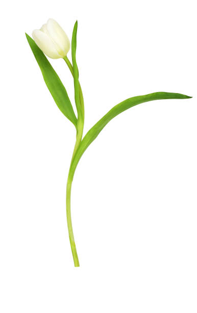 istock White tulip flower isolated 1314459757