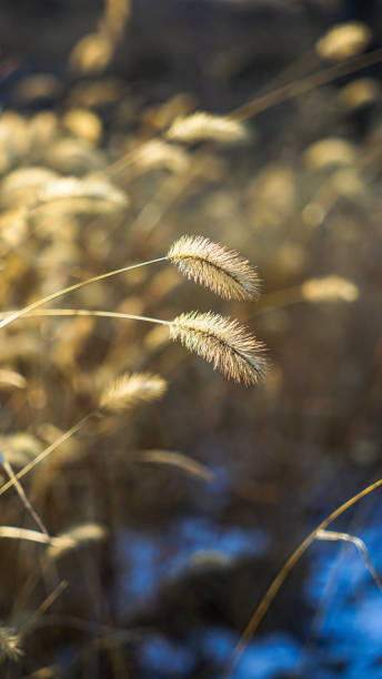 istock Dry dog's tail grass in winter 1314460442