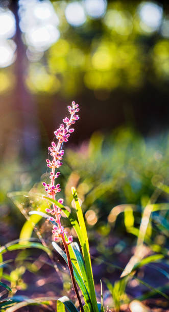 istock Ophiopogon japonicus close-up 1314460462