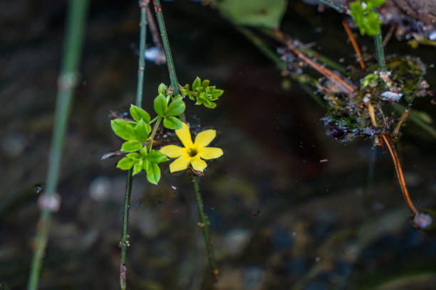 istock Winter jasmine falling on the water 1314460538