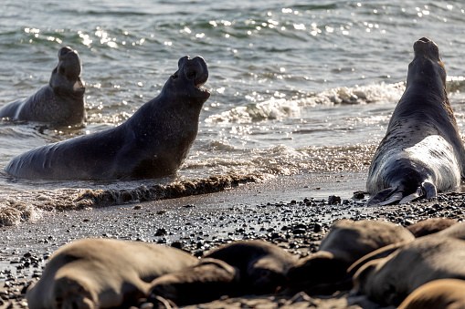 High quality stock photos of Elephant Seals at Ano Nuevo in California