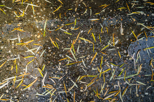 istock Fallen leaves on the ground on a rainy day 1314464253