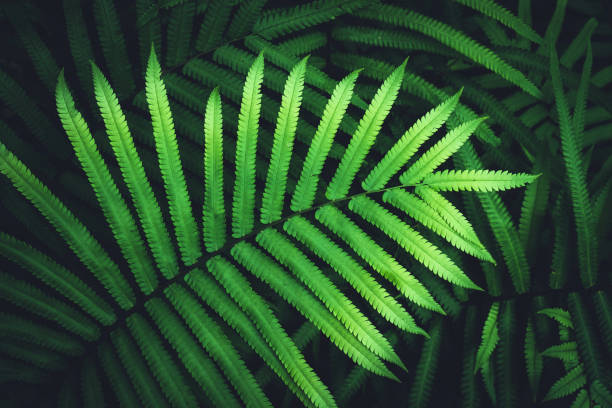 istock Close up tropical nature green leaf texture abstract background. Copy space ecology environment and travel adventure concept. Shallow depth of field. 1314464424