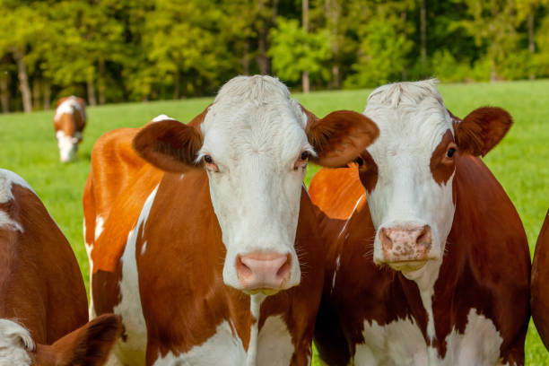 istock grazing white-brown cows on a green pasture - domestic animal 1314464764