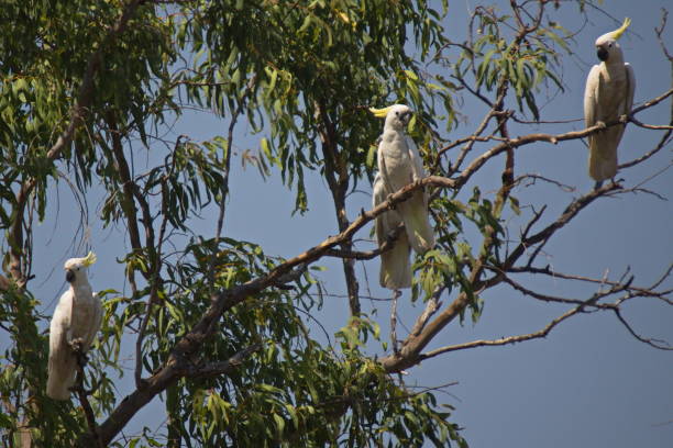 istock Three Sulphur Crested Cockatoos in Northern Territory, Australia 1314465718