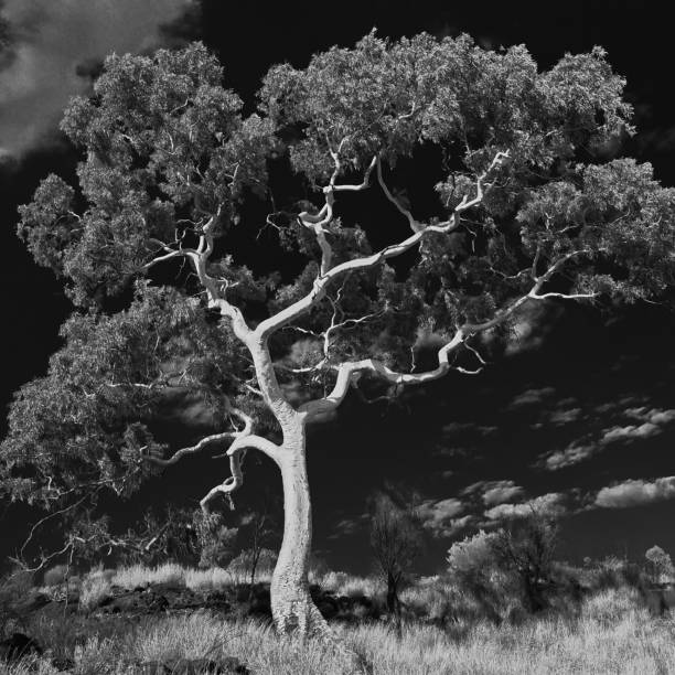 ghost gum in northern territory, australia - northern territory macdonnell ranges australia eucalyptus imagens e fotografias de stock