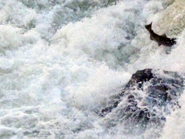 istock Salmon Jumping, Dagger Falls, Middle Fork of the Salmon River, Idaho 1314465809