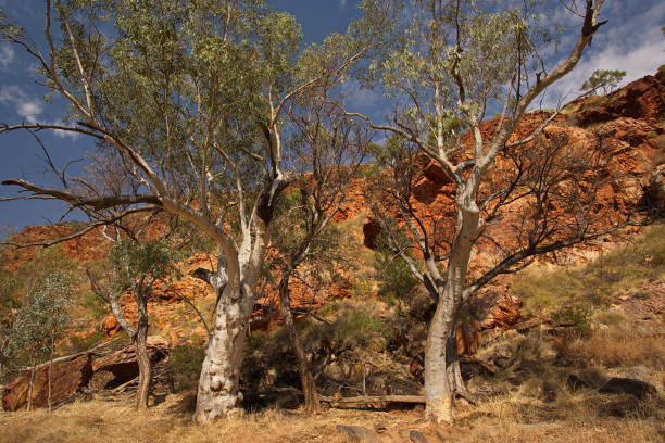istock Ormiston Gorge in West MacDonnell Ranges in Northern Territory, Australia 1314466151