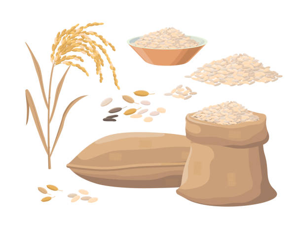 Sack of rice, rice heap, plant, rice in bowl. Harvest concept. Vector illustrations set isolated on white background. Sack of rice, rice heap, plant, rice in bowl. Harvest concept. Vector illustrations set isolated on white background rice cereal plant stock illustrations