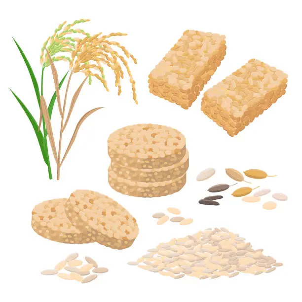Vector illustration of Puffed rice and popped rice food, cakes, rice heap and plant. Set of vector illustrations isolated on white background.