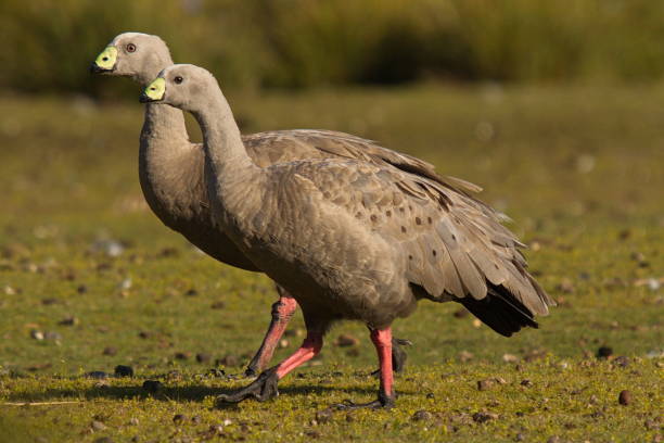 Cape Barren Goose in Queensland in Australia