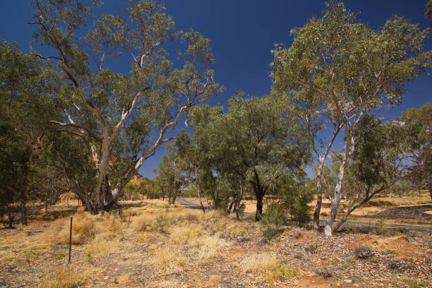 landscape in east macdonnell ranges in northern territory, australia - northern territory macdonnell ranges australia eucalyptus imagens e fotografias de stock