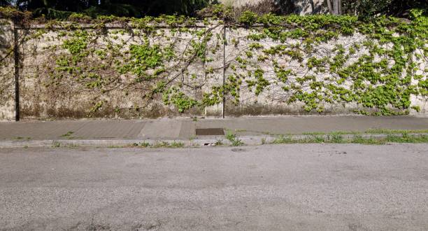 istock Weathered concrete surrounding wall covered with creeper plant with a worn tiled sidewalk and asphalt road in front. 1314468125