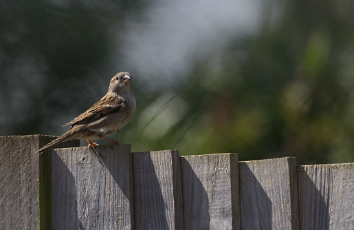 female house sparrow sitting on fence