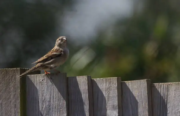 Photo of female house sparrow sitting on fence