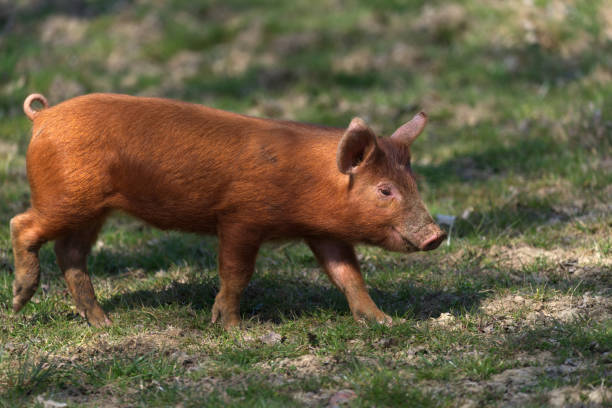 istock tamworth piglet close up walking 1314468478