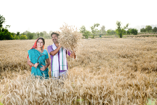 Rural farming couple carrying bunch of wheat crop at agricultural field