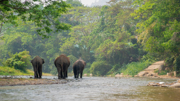 istock Elephants walking on a river in a natural landscape 1314470752