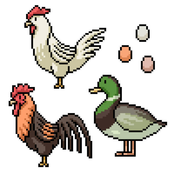 닭 오리 달걀의 픽셀 예술 - chicken livestock isolated white background stock illustrations