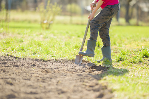 One young adult woman using spade and digging ground in sunny spring day. Early spring preparation for garden season. Side view.