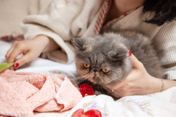 istock Young woman gently holding her cat 1314472413