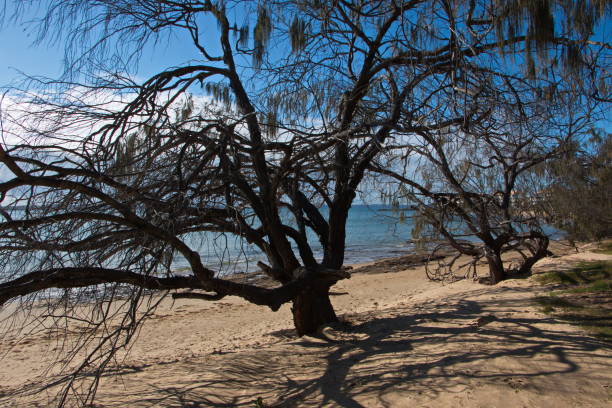 istock Trees on the beach in Hervey Bay, Queensland, Australia 1314473858