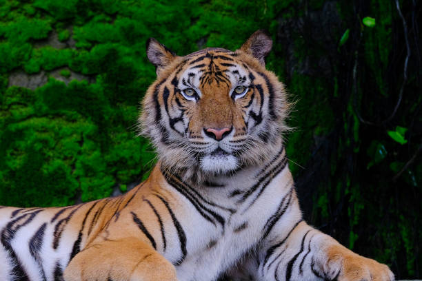 istock A tiger ready to attack looking at you 1314473946