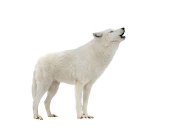 istock howling white arctic wolf in winter isolated on white 1314475020