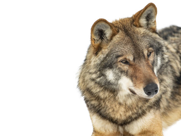 istock portrait of gray wolf isolated on white 1314475029