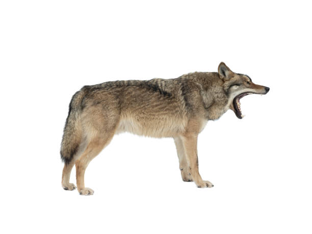 istock gray wolf with open mouth isolated on white 1314475031