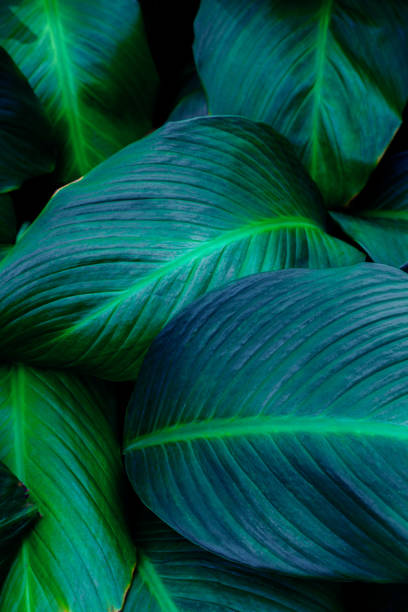 istock closeup nature view of tropical leaf background 1314476137