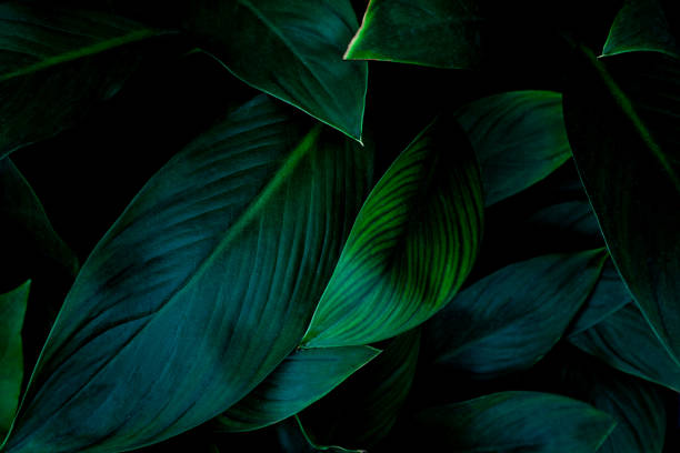 istock Full Frame of Green Leaves Texture Background. 1314476138