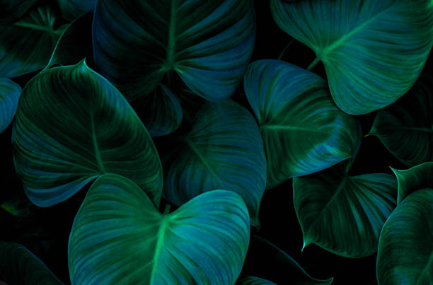 istock Full Frame of Green Leaves Texture Background. 1314476152