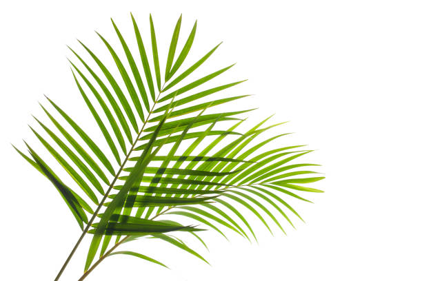 istock tropical coconut palm leaf isolated on white background 1314476310