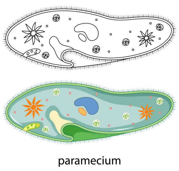 ilustraciones, imágenes clip art, dibujos animados e iconos de stock de paramecium en color y doodle sobre fondo blanco - paramecium
