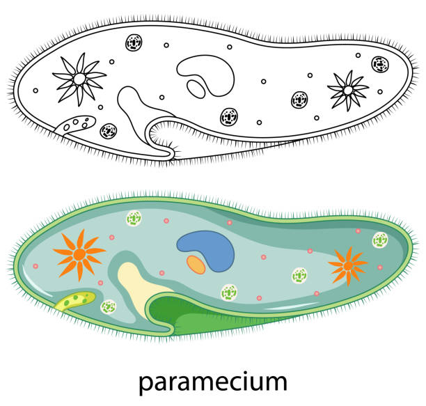 色のパラメシウムと白い背景の落書き - paramecium点のイラスト素材／クリップアート素材／マンガ素材／アイコン素材