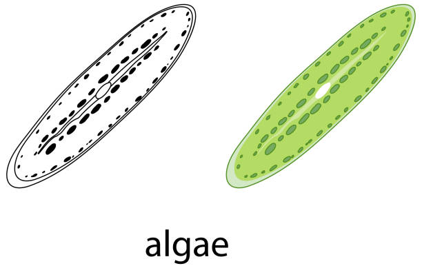 algen in farbe und doodle auf weißem hintergrund - kugelalgen stock-grafiken, -clipart, -cartoons und -symbole