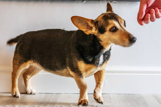 istock Black and tan terrier on wood floor 1314476634