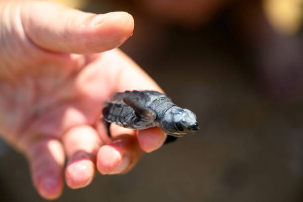 istock Baby sea turtle on palm 1314477422