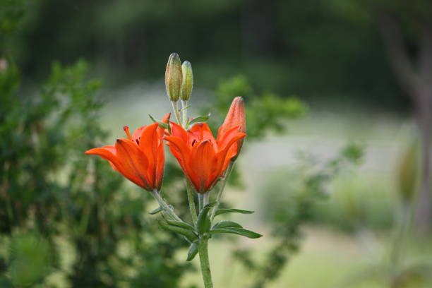 istock Orange lily flowers 1314477440