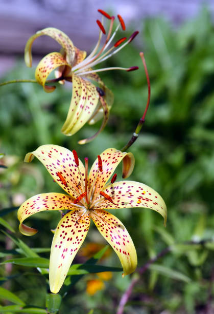 istock Beautiful lily flowers 1314477463