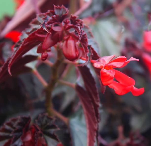 istock Cigar plant or Mexican cigar 1314477831