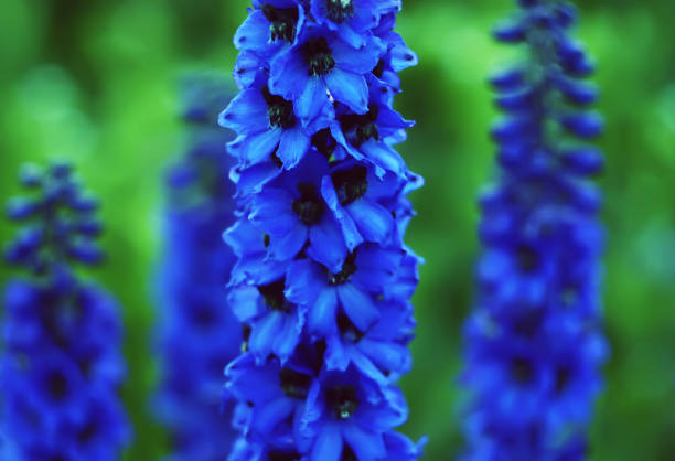 Flower Delfinium Delfinium. Powerful tall perennial plant