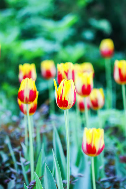 istock Tulip flowers in spring park 1314478011