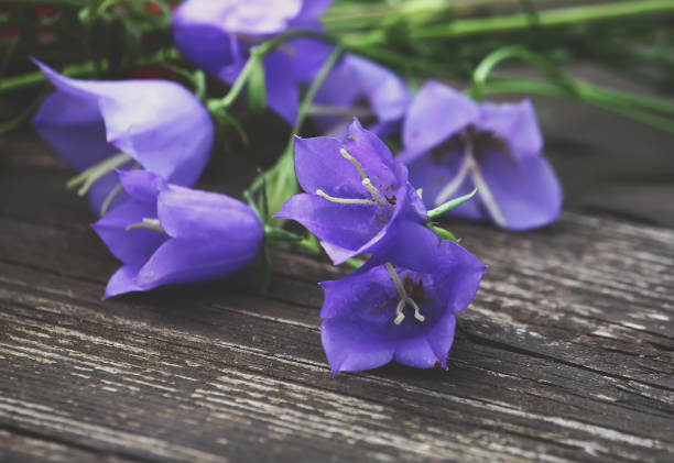istock Garden campanula flower 1314478160
