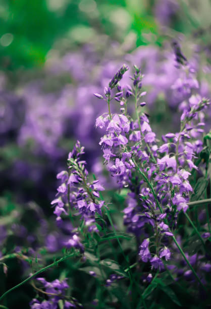 istock Beautiful garden flowers. 1314478188